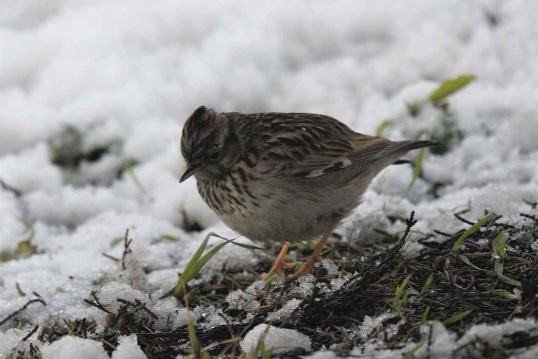 Wood Lark